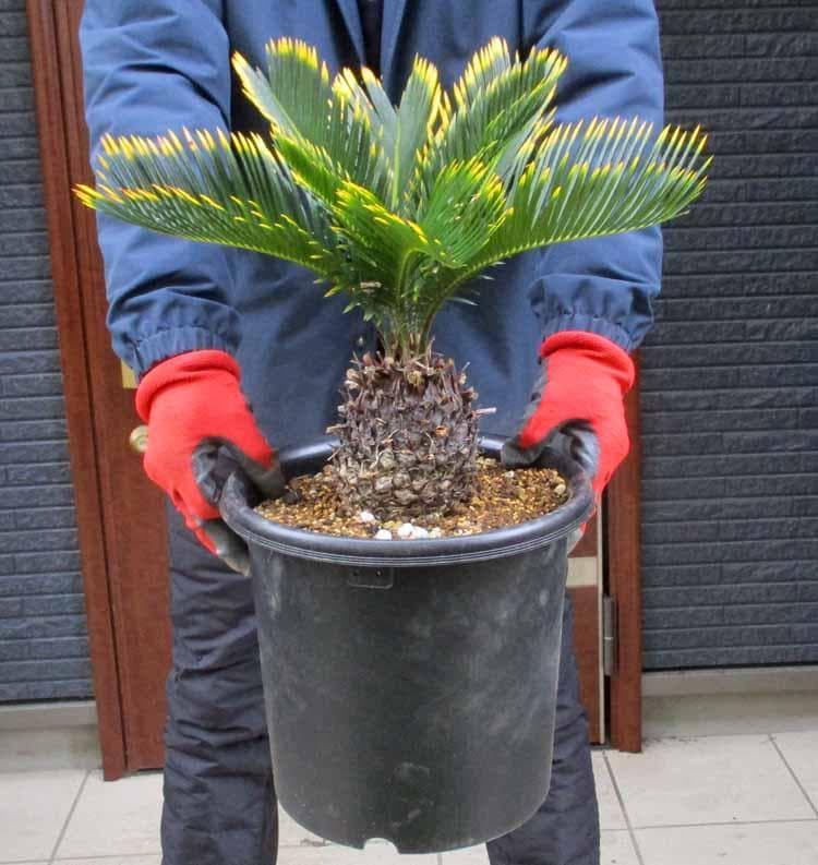 【現品】キンカンソテツ／金冠蘇鉄　8号　あ８番