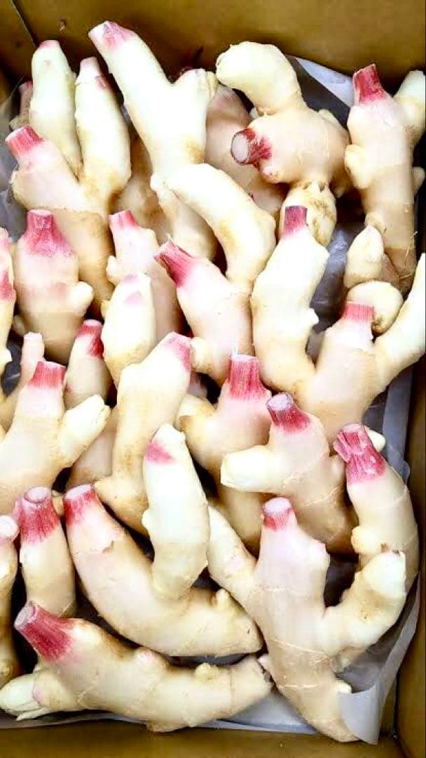 高知県産新生姜3キロ