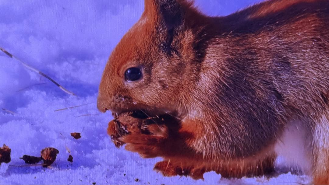 poji nega専用 REGZA RLC-V7R MAX プロジェクター本体