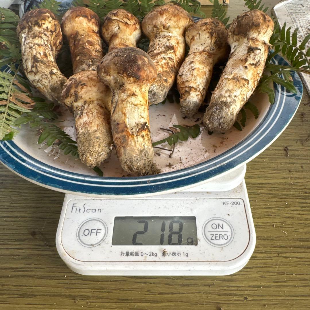 10/13昼採れ南信州産松茸210gこま品