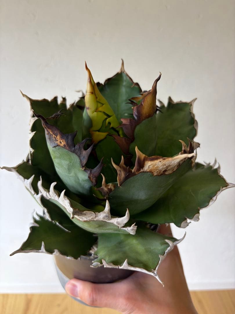 オアハカ　大株　現地球