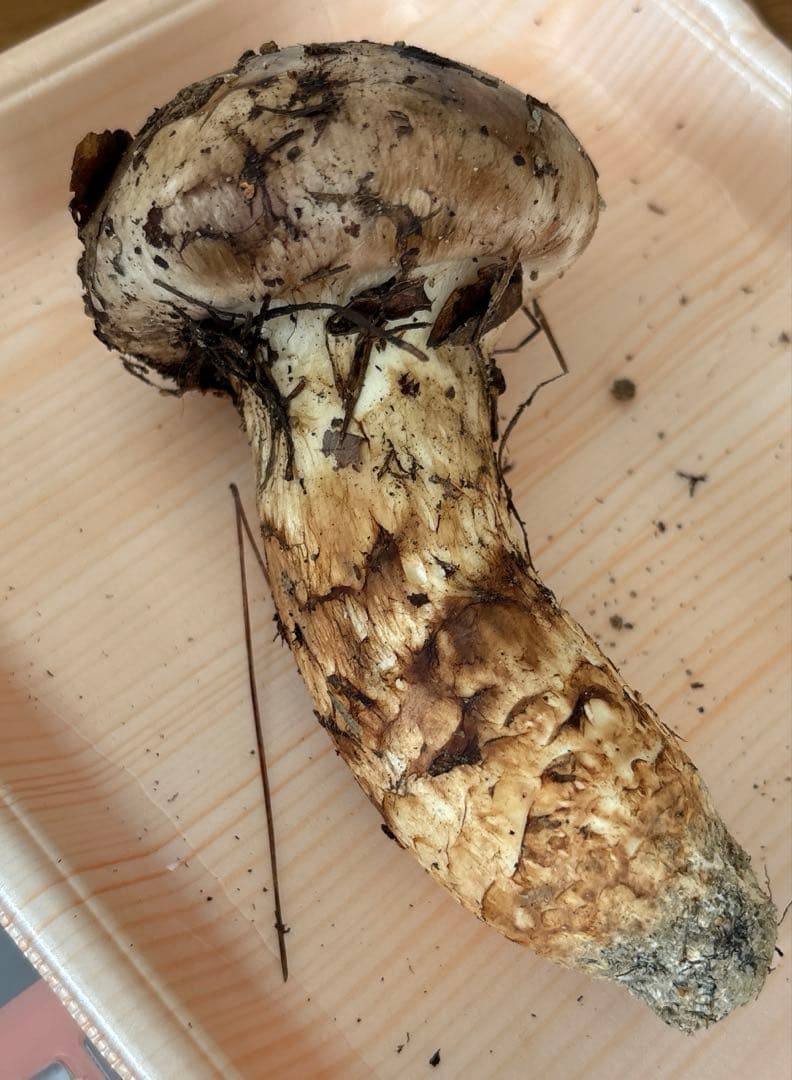 マツタケ つぼみ 一本 １３４グラム 広島県産