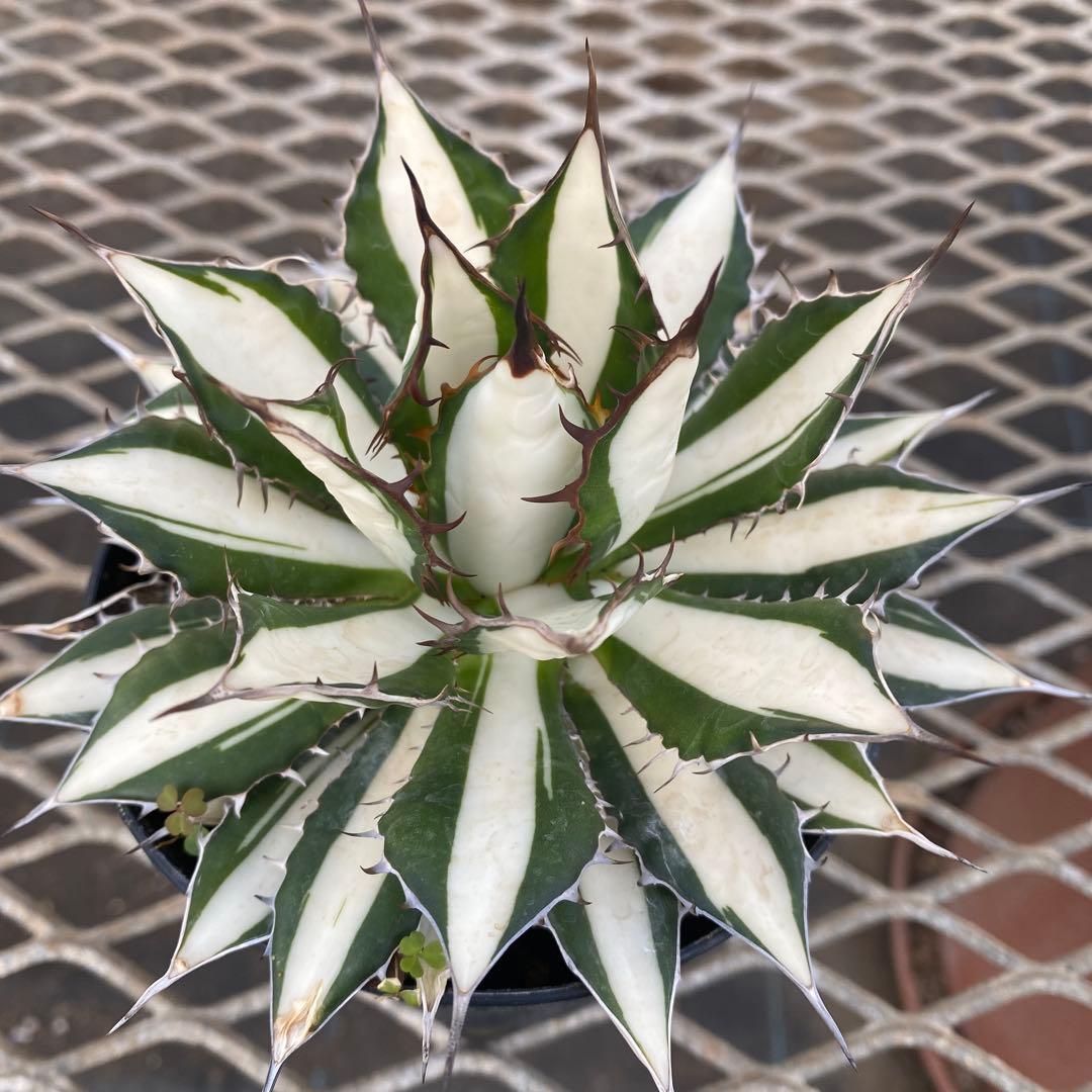 アガベ　ホリダ白中斑入　極上