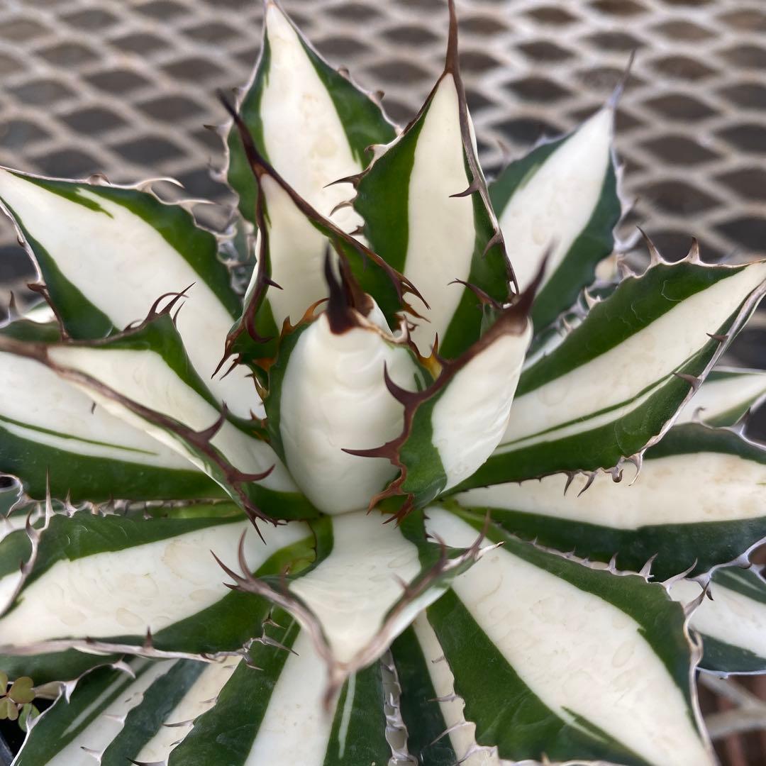 アガベ　ホリダ白中斑入　極上