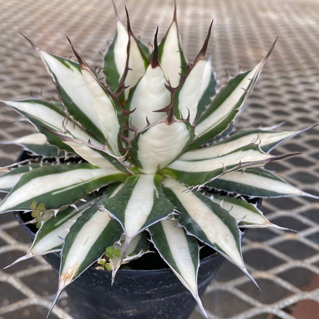 アガベ　ホリダ白中斑入　極上
