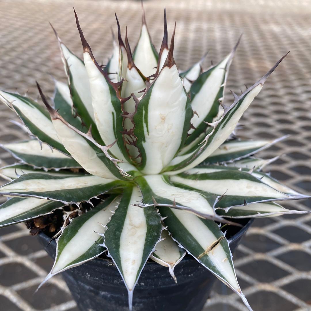 アガベ　ホリダ白中斑入　極上