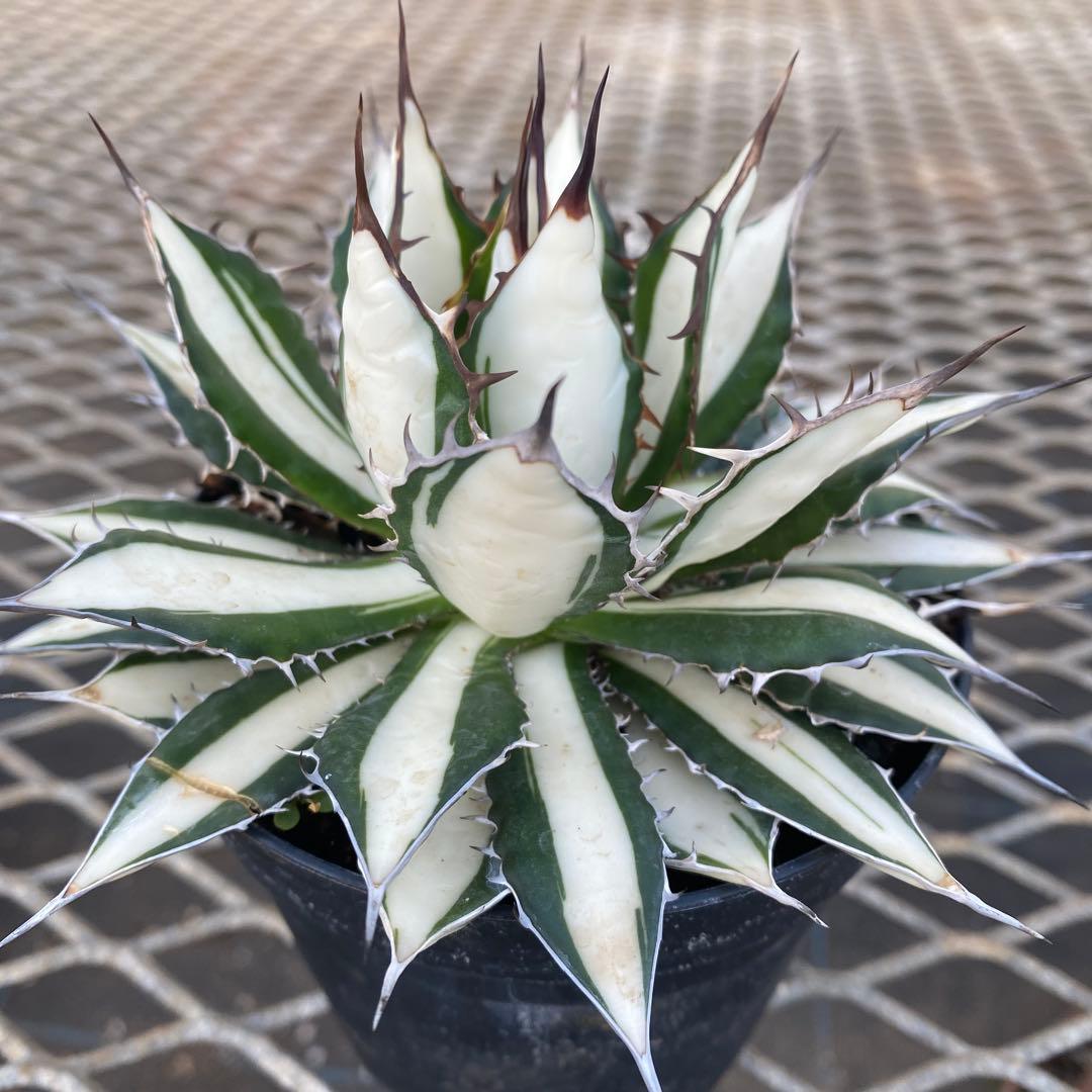 アガベ　ホリダ白中斑入　極上