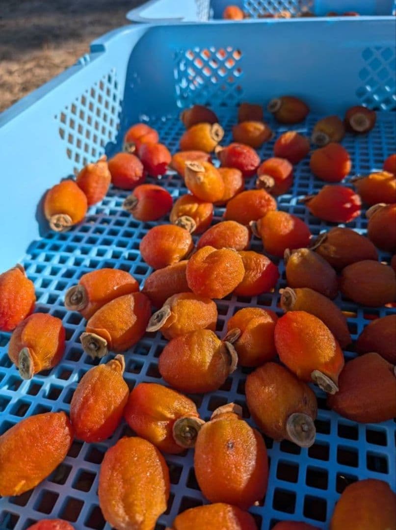 ⑨ 大玉 市田柿 ３kg 3Lサイズ 長野県産 農家直送 干し柿