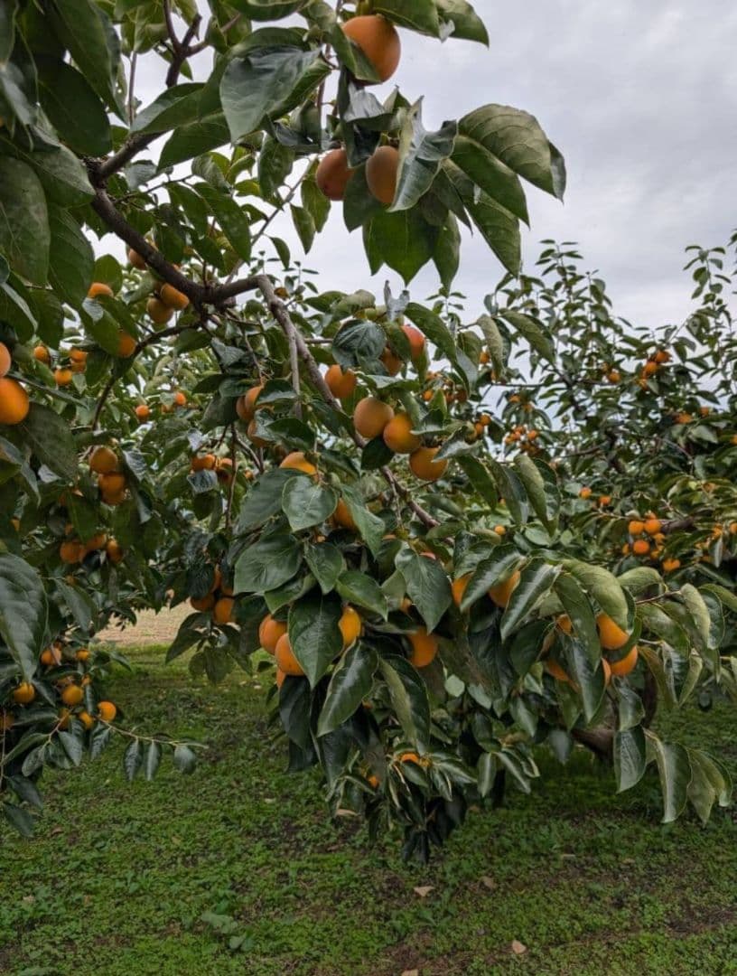 ⑨ 大玉 市田柿 ３kg 3Lサイズ 長野県産 農家直送 干し柿