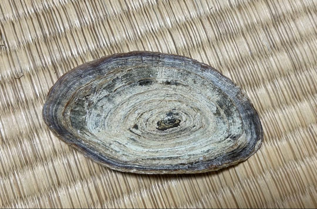 法螺貝　45.5cm 蓋付(直線42.3)