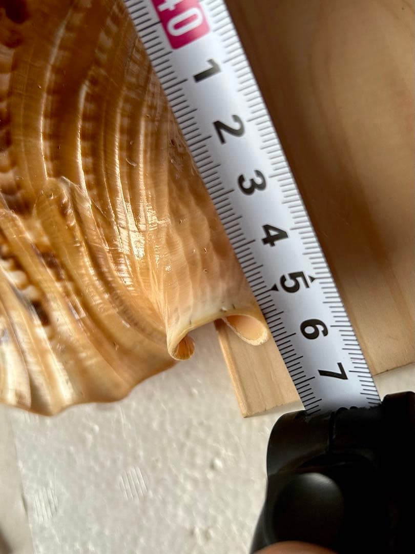 法螺貝　45.5cm 蓋付(直線42.3)