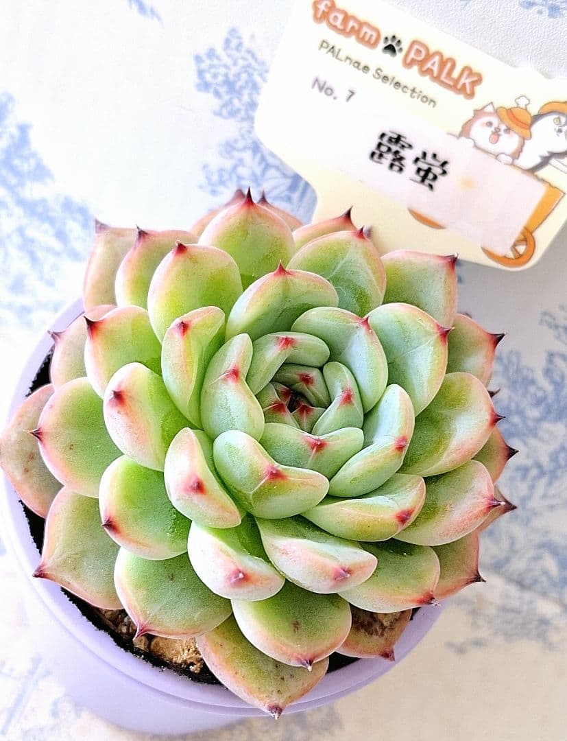 ꕤclara*様 リクエスト 5点 まとめ商品