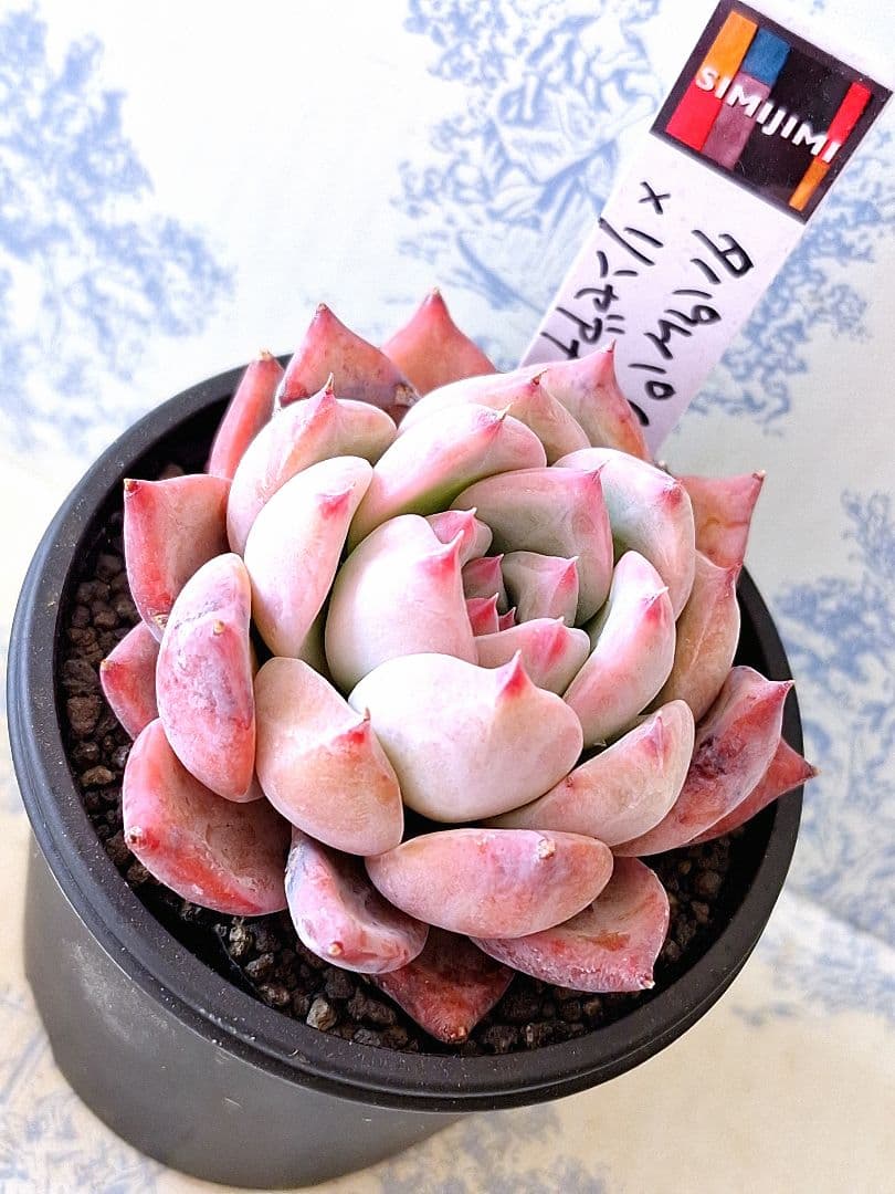 ꕤclara*様 リクエスト 5点 まとめ商品