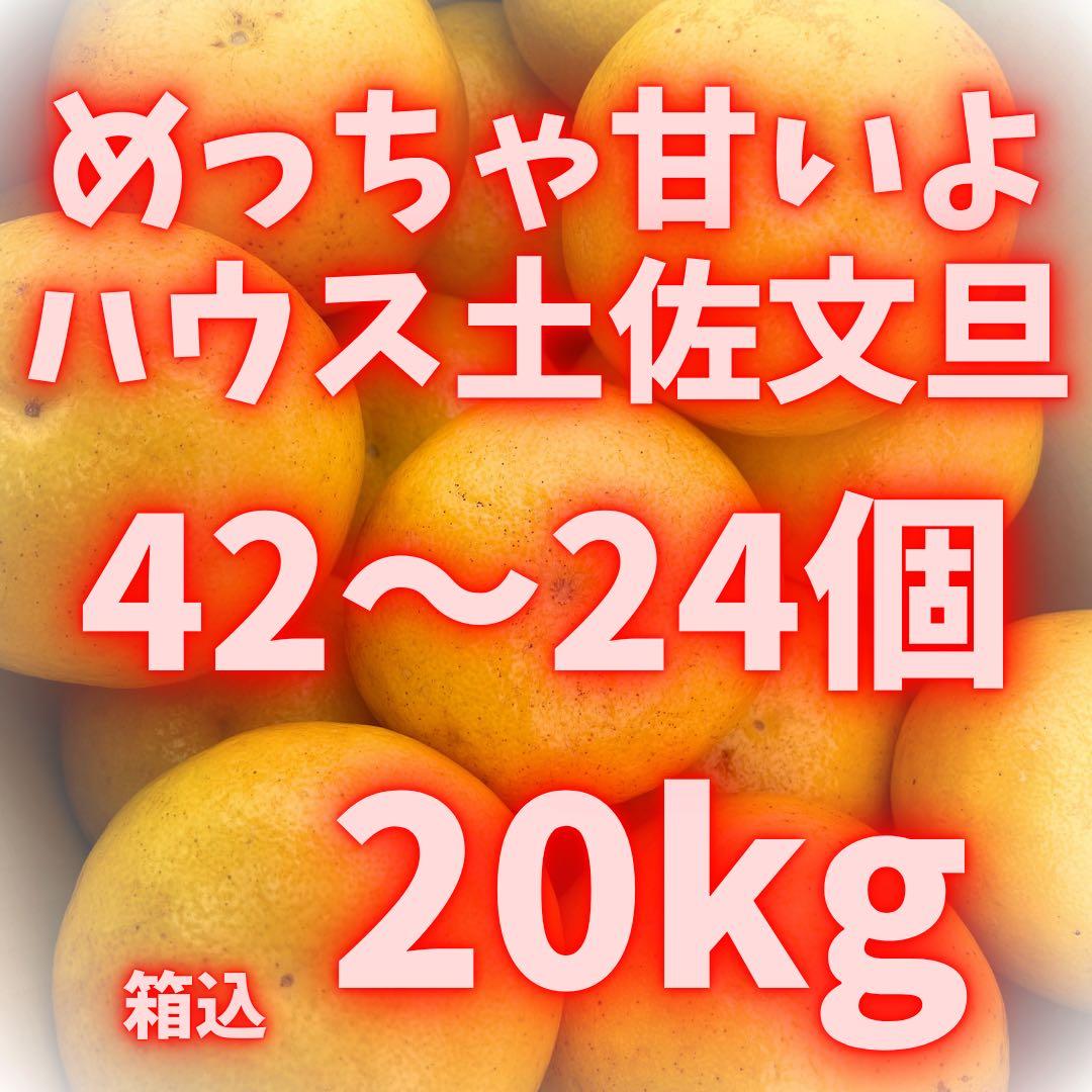 文旦　土佐文旦　ハウス栽培　　40