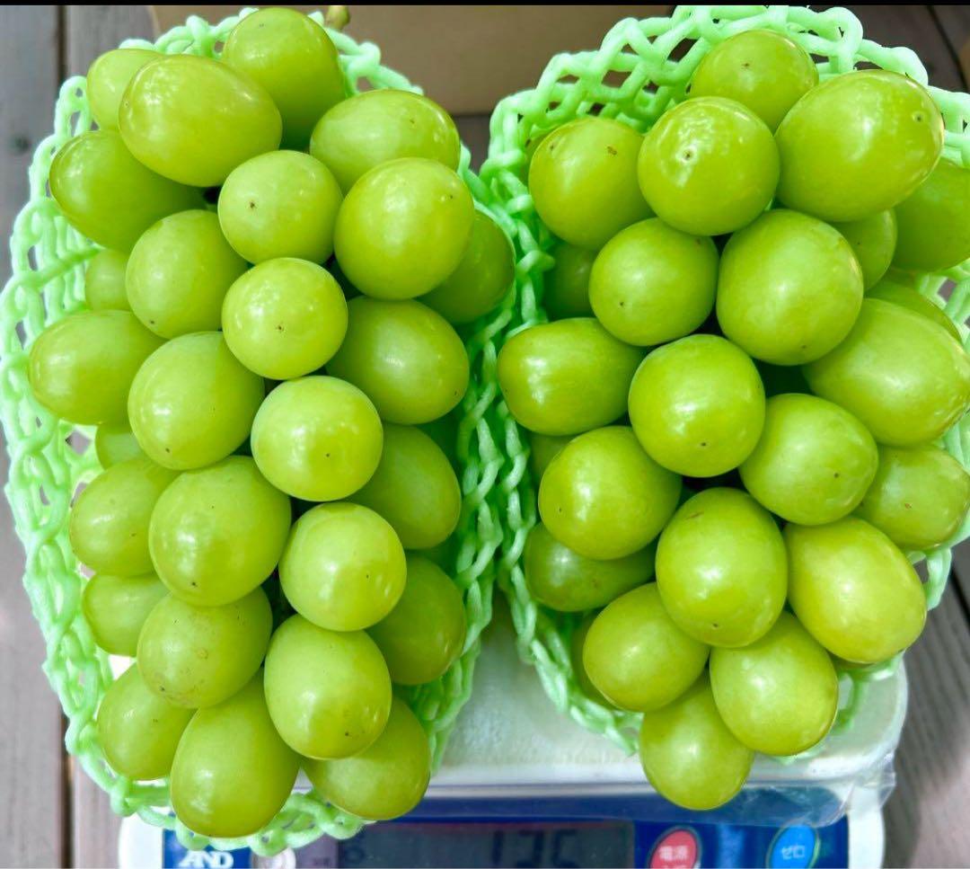 大粒シャインマスカット（房）減農薬4房 29日発送