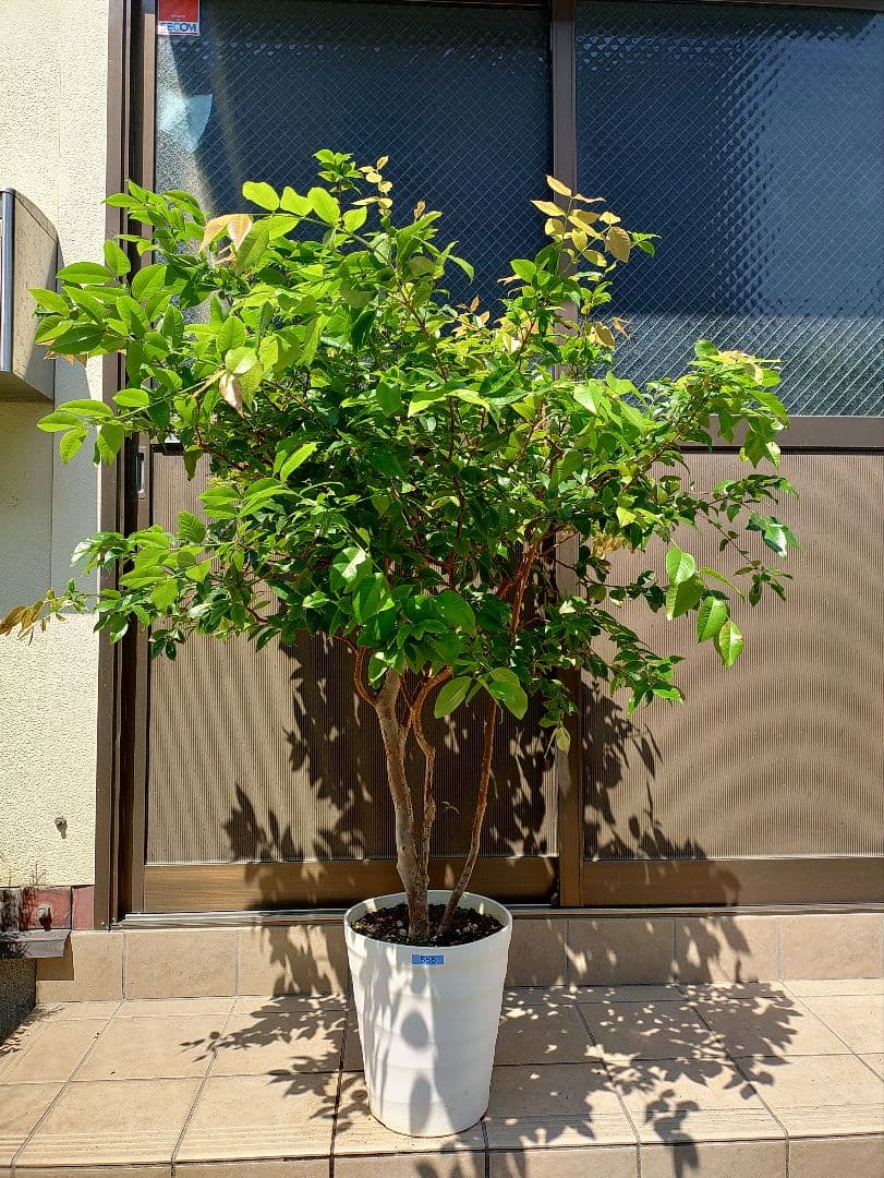 ジャボチカバ実生苗　実付 555