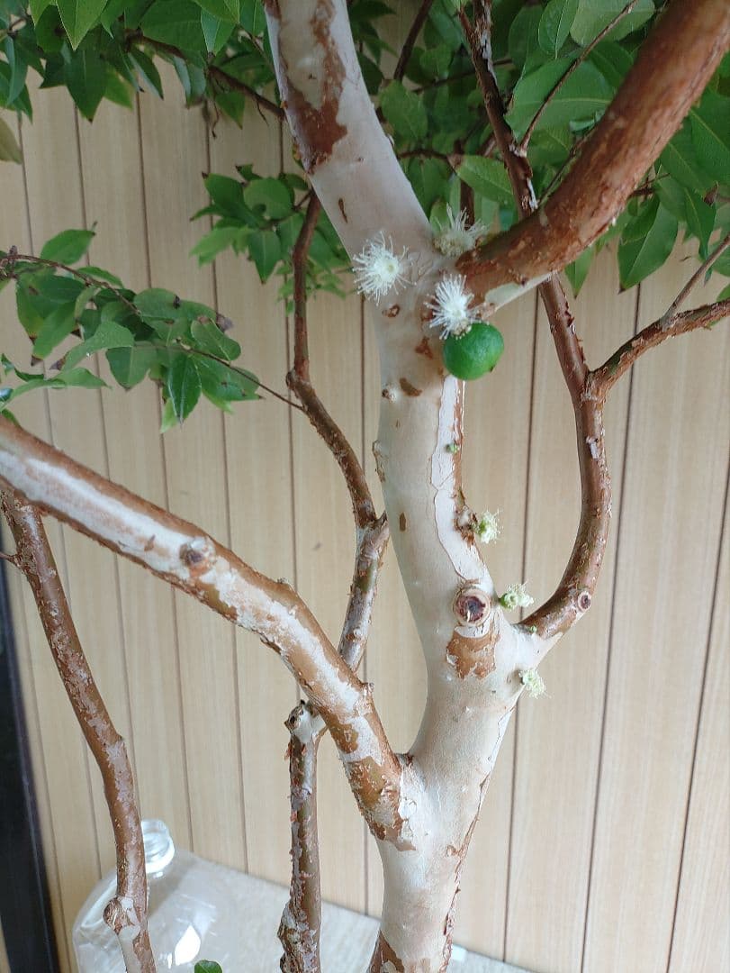 ジャボチカバ実生苗　実付 555