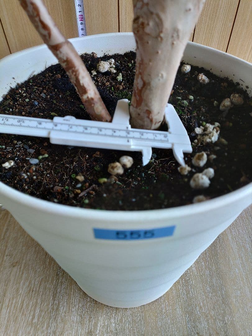 ジャボチカバ実生苗　実付 555