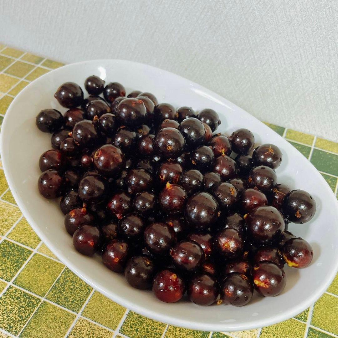 ジャボチカバ実生苗　実付 555