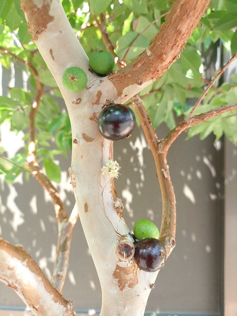 ジャボチカバ実生苗　実付 555