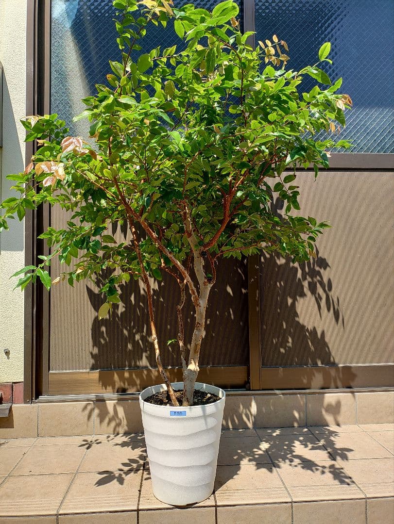 ジャボチカバ実生苗　実付 555