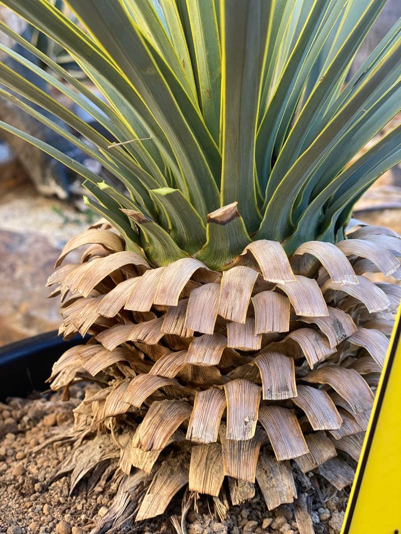 し*ん様 ユッカ　ロストラータ