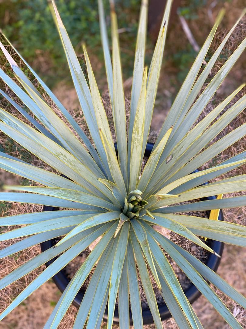 し*ん様 ユッカ　ロストラータ