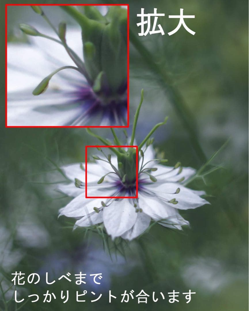 宝石レンズ_SMC_Takumar 55mm_f1.8_ay