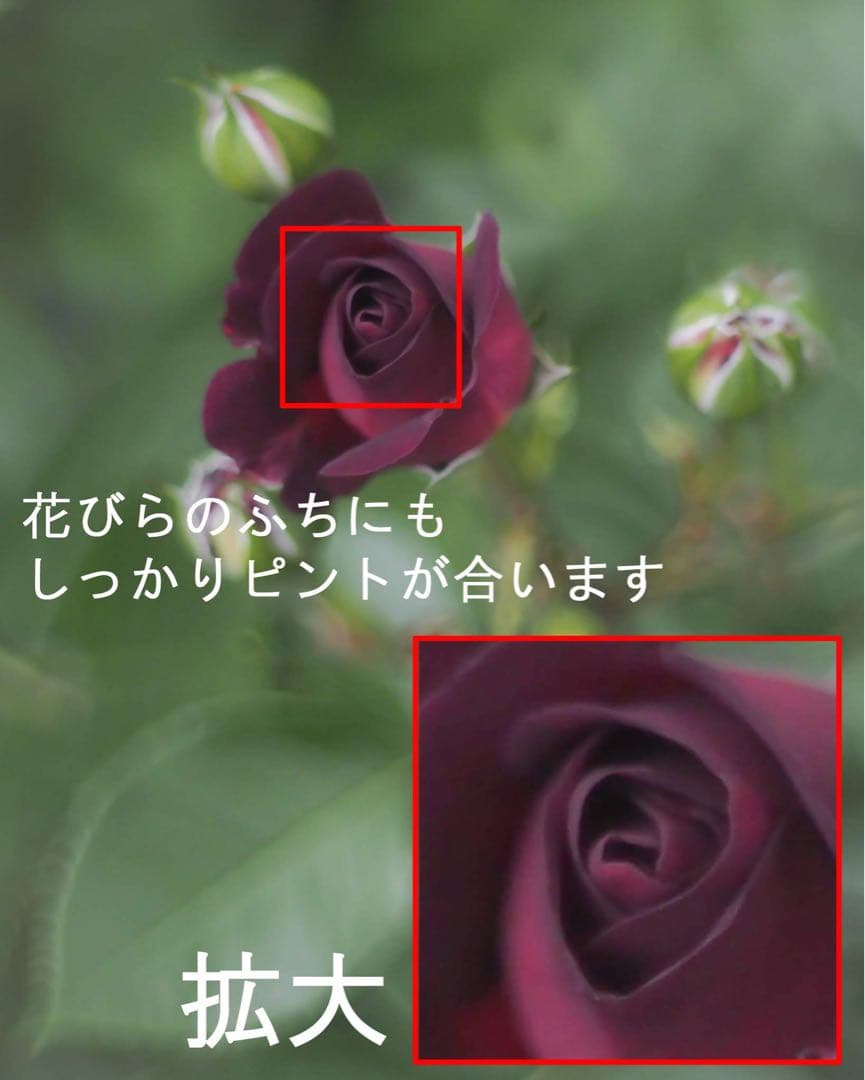 宝石レンズ_SMC_Takumar 55mm_f1.8_ay