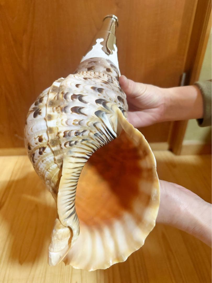 修験道法螺貝　山伏　密教　熊よけ　魔除け❣️ホラガイ　ほら貝