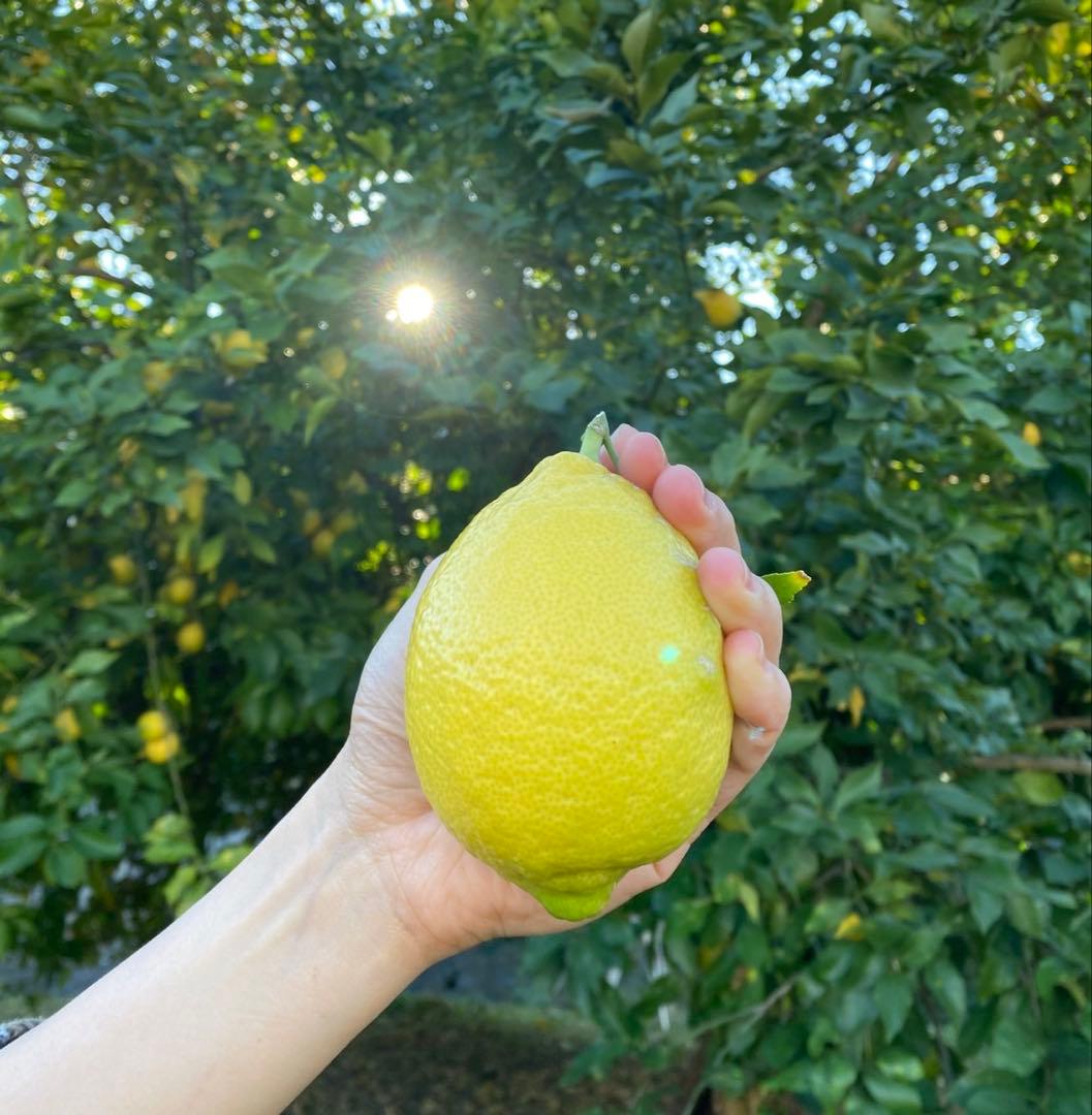 【特大】農薬不使用レモン　2/7.8（土日）収穫発送予定 有機肥料 産地直送