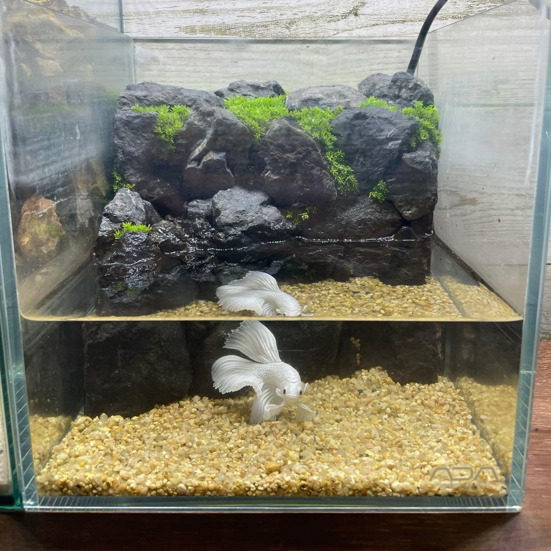 アクアテラリウム　No.6、NO.2セット