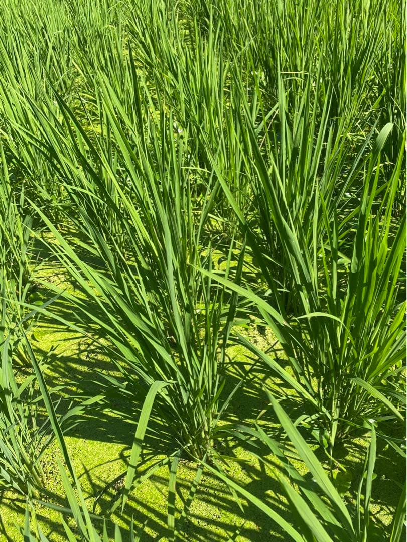 令和6年度米 10kg 自然栽培米　農薬　科学肥料不使用　倉敷