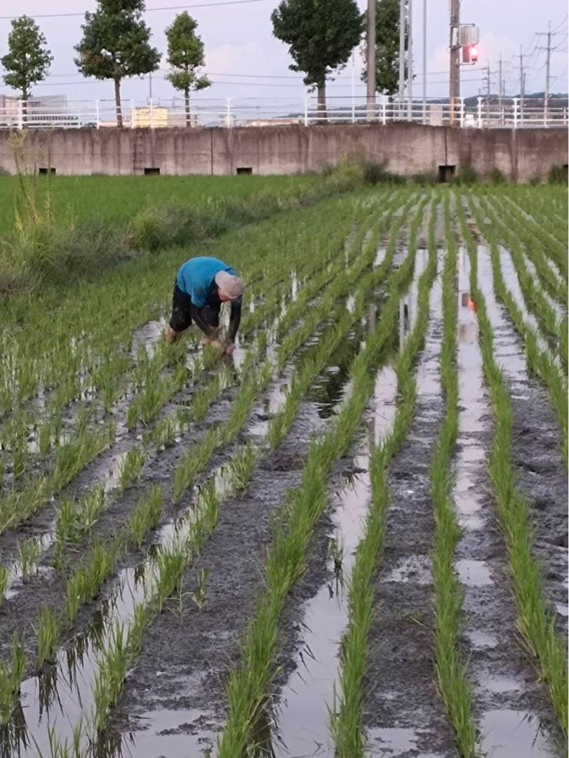 令和6年度米 10kg 自然栽培米　農薬　科学肥料不使用　倉敷