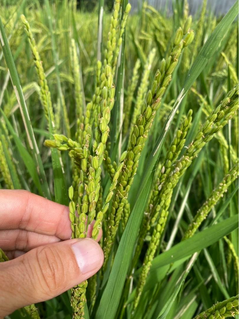 令和6年度米 10kg 自然栽培米　農薬　科学肥料不使用　倉敷