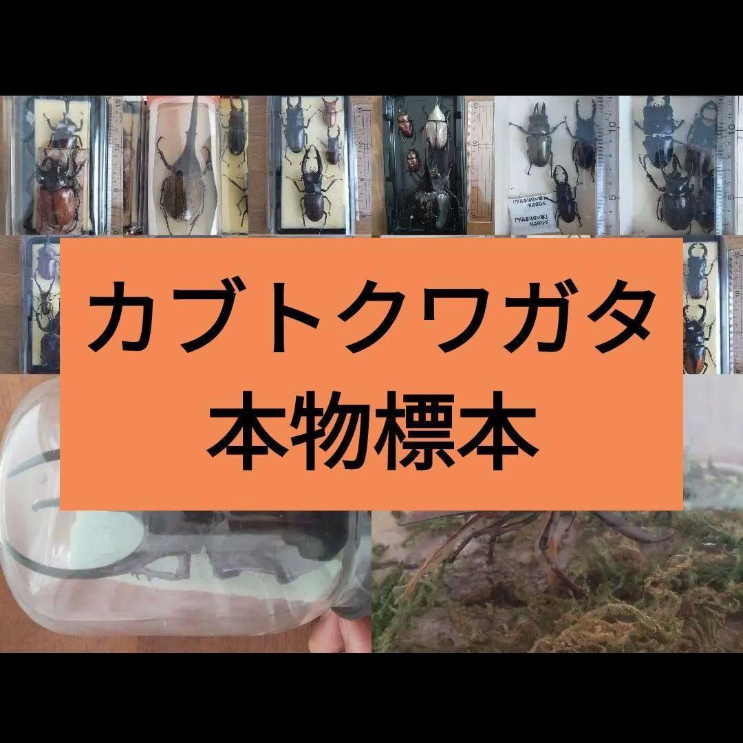 カーニバル　約40匹カブトクワガタ本物標本まとめ売り