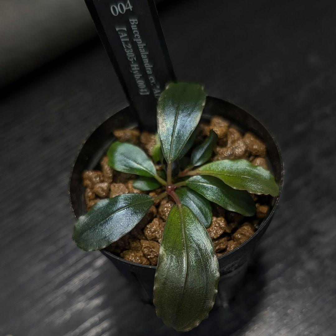 【実生ブセ】Bucephalandra AL-hyb.004
