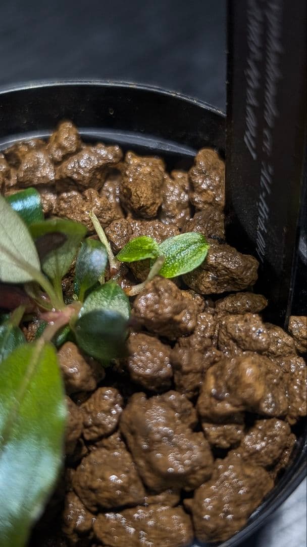 【実生ブセ】Bucephalandra AL-hyb.004