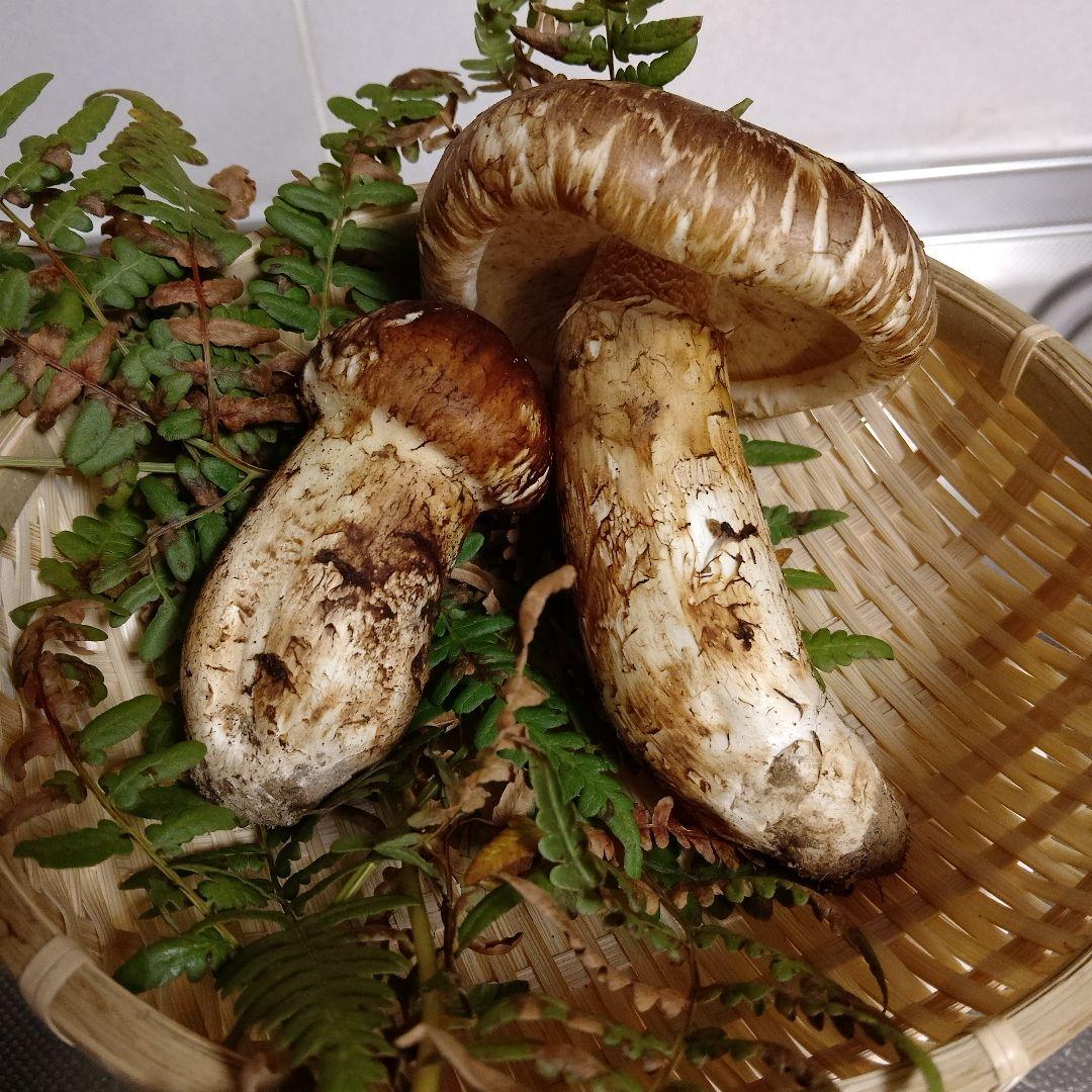 ✿岩手県産松茸210グラム❀