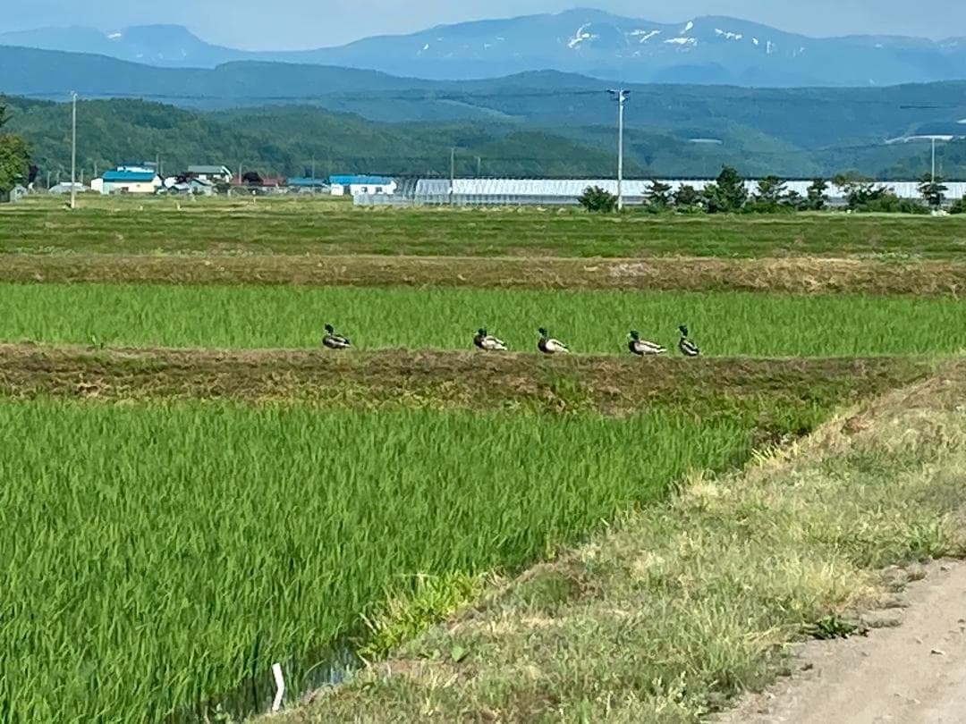令和７年度北海道産 ななつぼし 10kg 農家直送