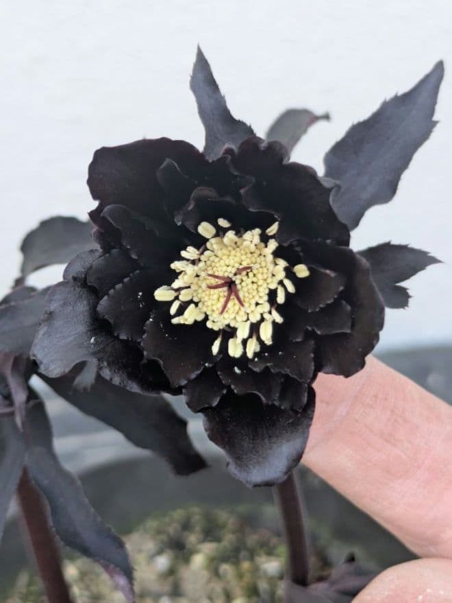 【漆黒極上個体】広瀬園芸　クリスマスローズ　ブラックマジックdd
