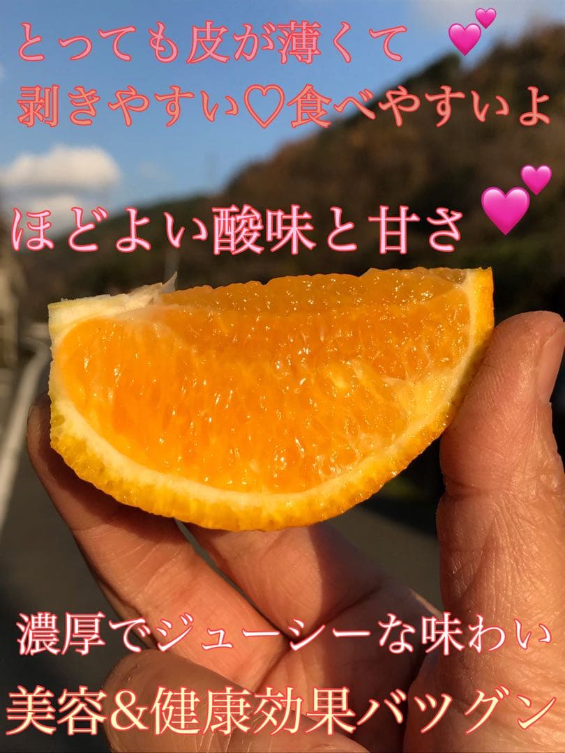 木成り完熟不知火(デコポン)農家直送♡10kg