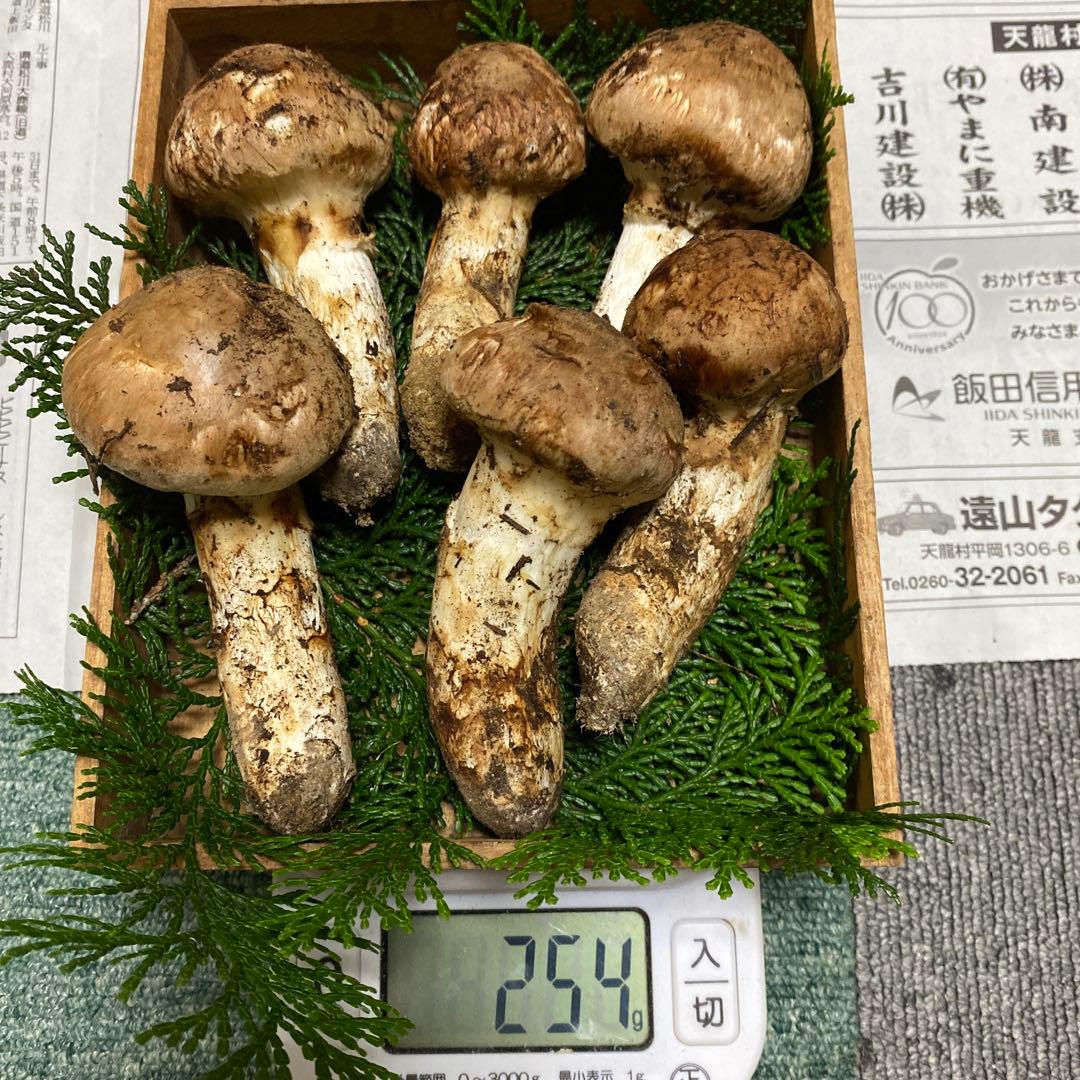 ②南信州豊丘産 松茸254ｇ上つぼみ
