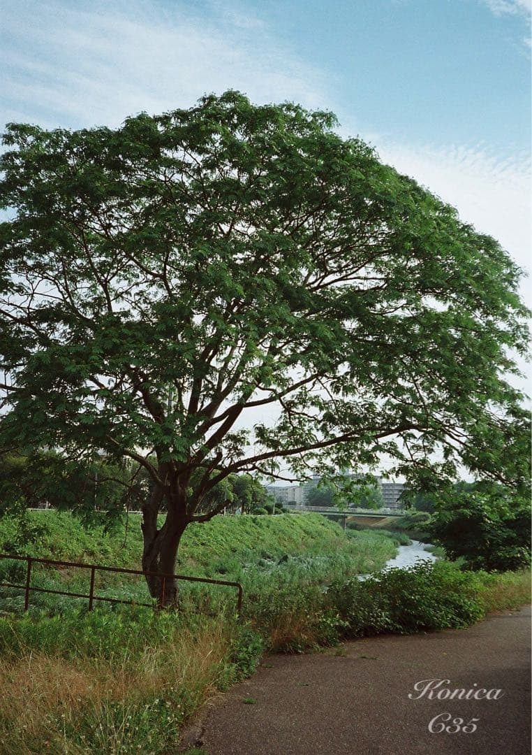 ★希少・完動品★konica c35★本革外装＊美品＊初期保証★フィルム入門に！