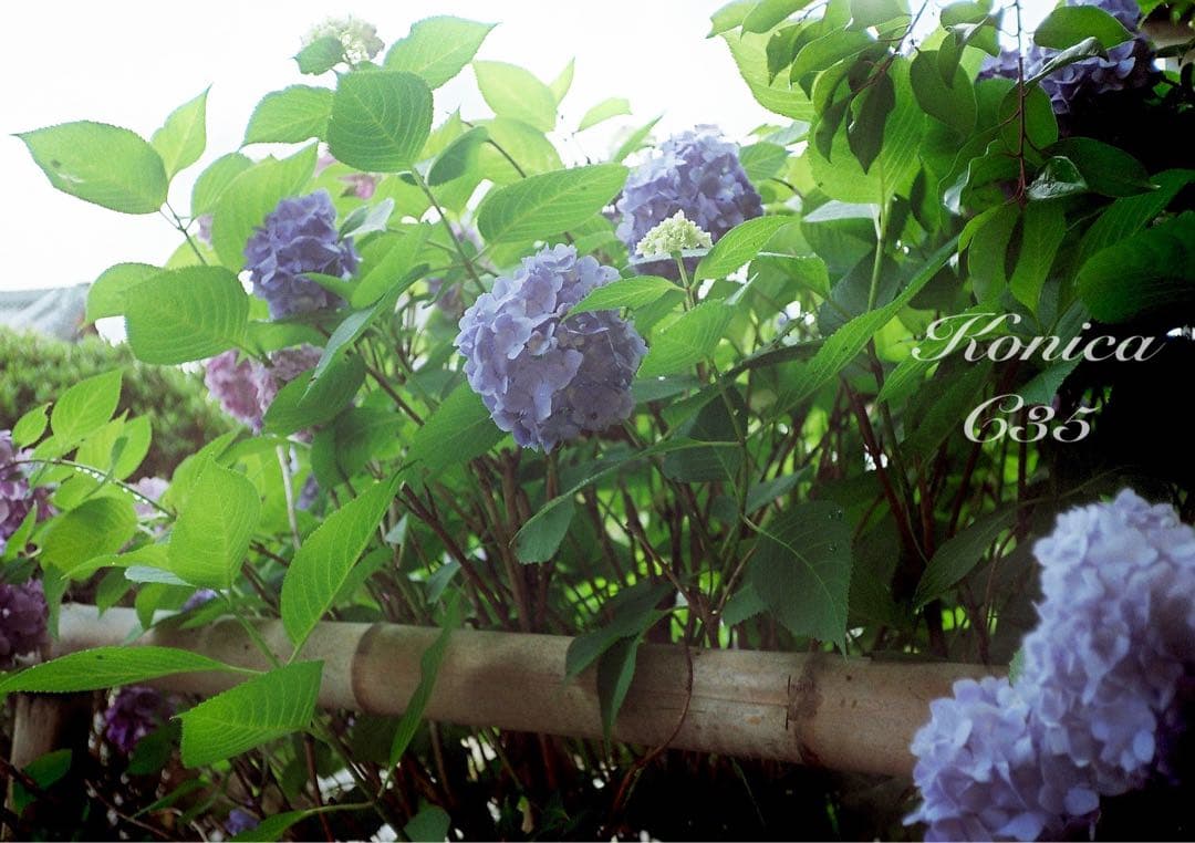 ★希少・完動品★konica c35★本革外装＊美品＊初期保証★フィルム入門に！