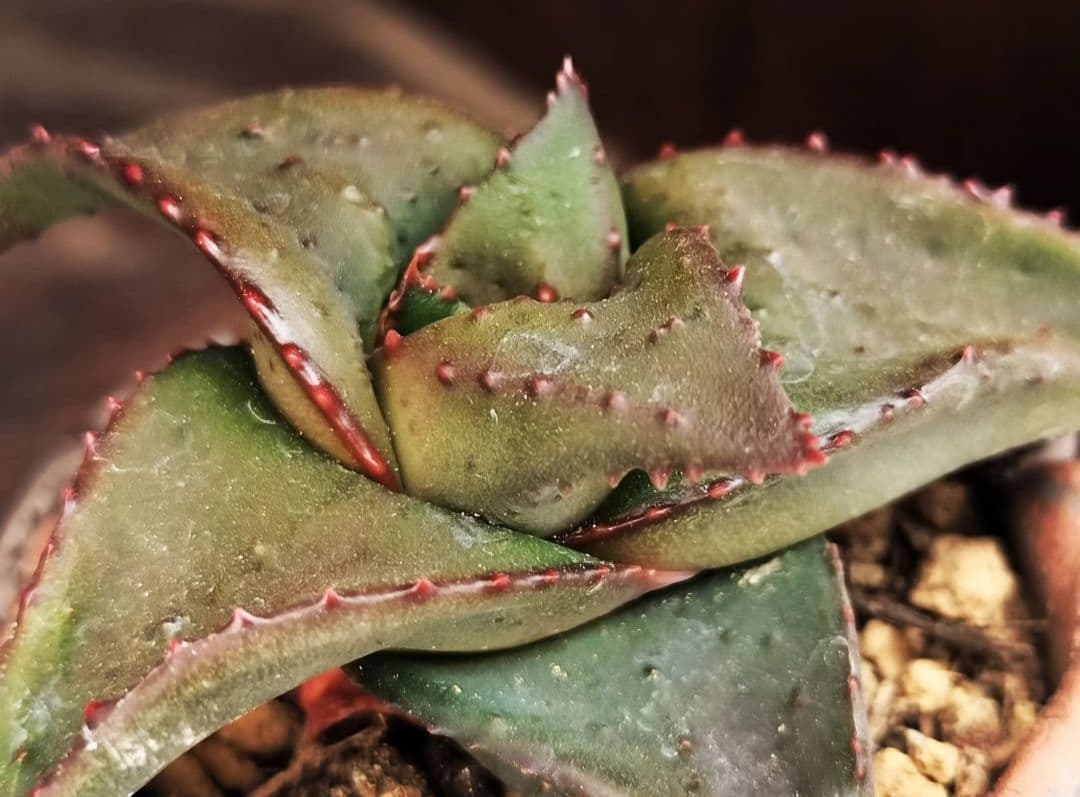 メルカリ便発送&ロウルサンコさんラベル付き☆地雷蛙(ジライア)