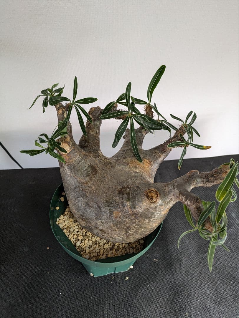 大型　パキポディウム　グラキリス