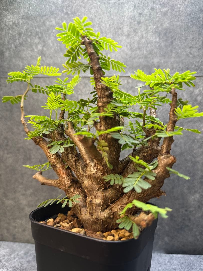 センナ　メリディオナリス　海外実生　発根済み　354