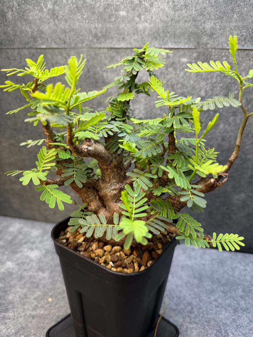 センナ　メリディオナリス　海外実生　発根済み　354