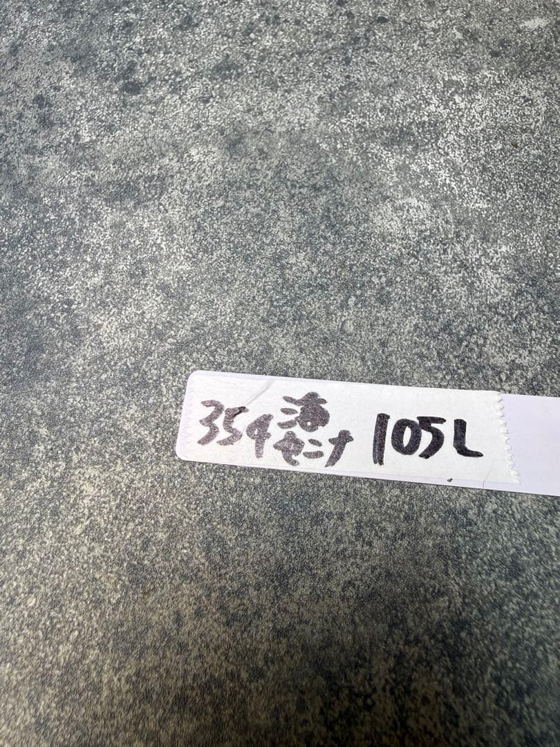 センナ　メリディオナリス　海外実生　発根済み　354